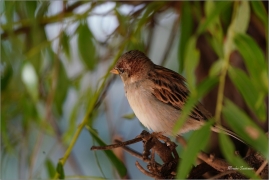 <p>VRABEC DOMÁCÍ (Passer domesticus) /House sparrow – Hausperling/</p>